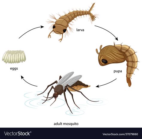 Diagram showing mosquito life cycle on white Vector Image