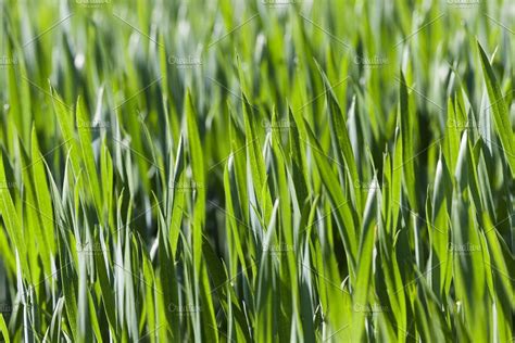 Leaves of wheat. close-up by rsooll on @creativemarket Nature Design, Green Leaves, Close Up ...