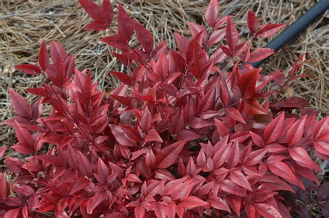 Nandina Obsession™ 3 Gallon - Cofer's Home & Garden