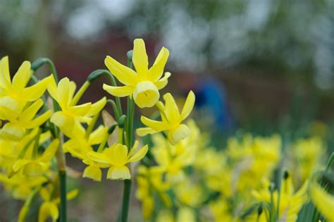 Daffodils - Grow Guide - gardenersworld.com