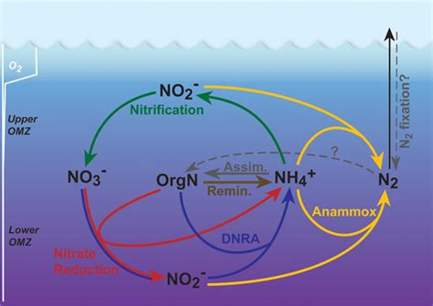 BioGeoChemistry, Meiobenthology & Microbial Ecology of the Sandbed. - Biological Filtration ...