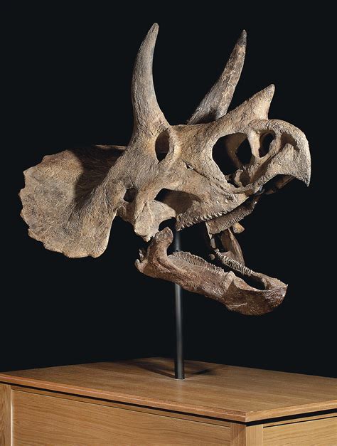 THE SKULL OF A TRICERATOPS , HELL CREEK FORMATION, MONTANA | Christie's