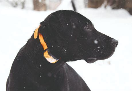 The use of e-collars in dog training