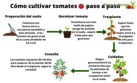 Cómo cultivar tomates : Guía para sembrar, cuidar y cosechar Solanum lycopersicum en casa - Tu ...