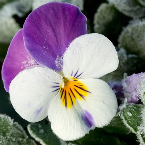 How to grow winter pansies for stunning cold-weather…