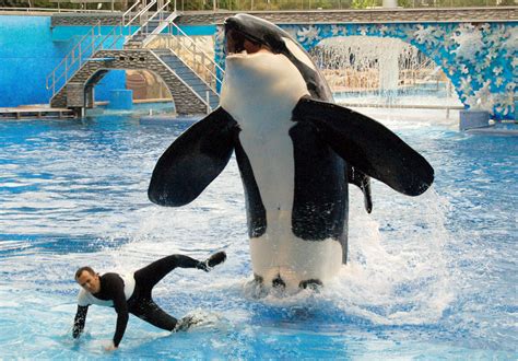 SeaWorld's killer whale breeding comes to an end following controversy | Getaway Magazine