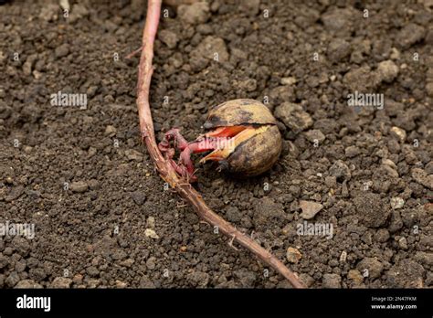 Cotyledon seed germination hi-res stock photography and images - Alamy