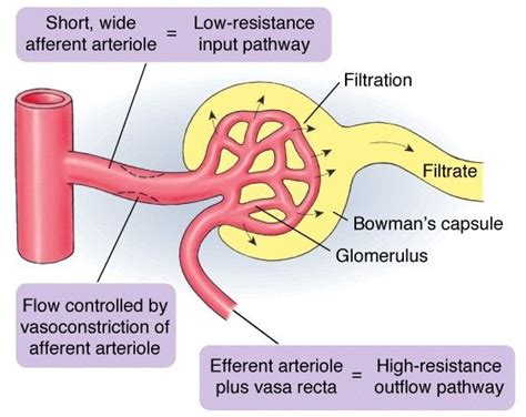 Is the efferent arteriole connected with the afferent arteriole or is ...