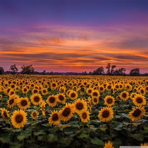 Sunflowers, Field Ultra HD Wallpaper for 4K UHD TV & Desktop ...