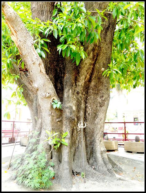 Rudraksh tree, Haridwar | Rudraksha, Rudraksh, Tree