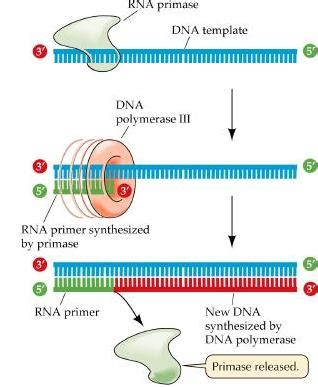 LON-CAPA Model of Primase