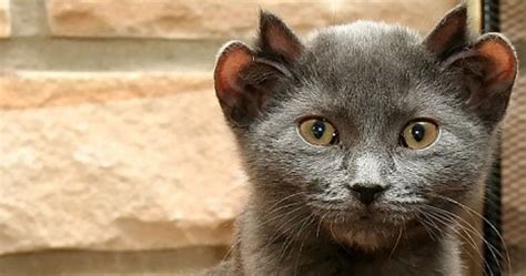 A Rare Cat Born With Four Ears; Yoda His Name Is » TwistedSifter