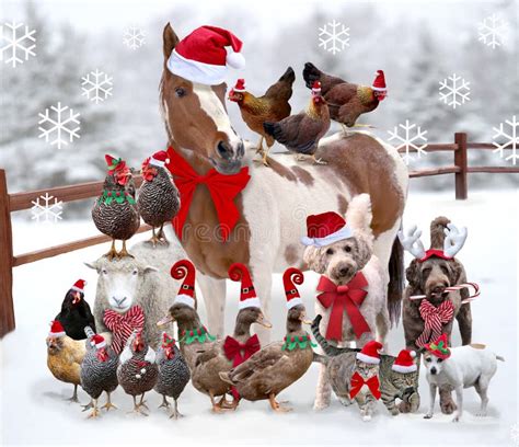 29,887 Christmas Animals Stock Photos - Free & Royalty-Free Stock Photos from Dreamstime