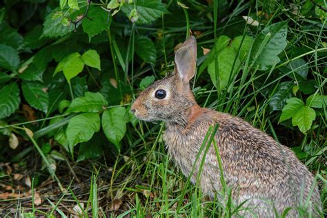 Wild Rabbit 052120152125 Photograph by WildBird Photographs - Pixels