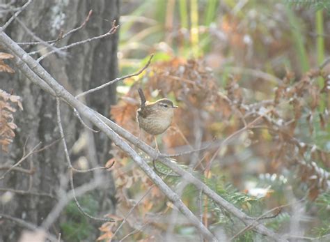 eBird Checklist - 18 Oct 2021 - Home - South - 14 species