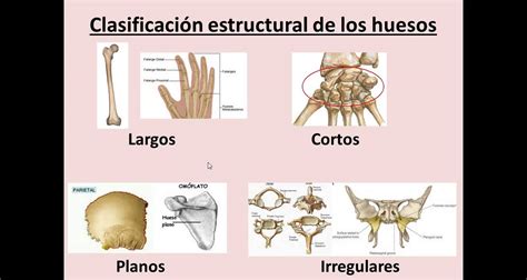 ANATOMIA HUMANA "LOS HUESOS DEL CUERPO HUMANO"