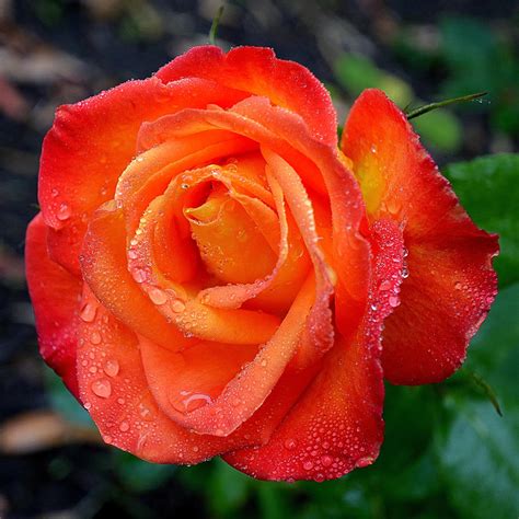 Red-Orange Rose by FeralWhippet on DeviantArt