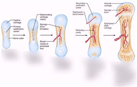 Endochondral Ossification Labeled