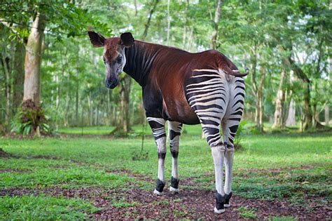 The Okapis of Congo- Congo Gorilla Safaris and Tours