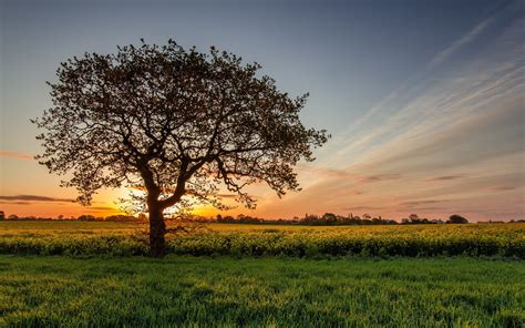 Free photo: Grass Field and Trees during Sunset - Beautiful, Light ...