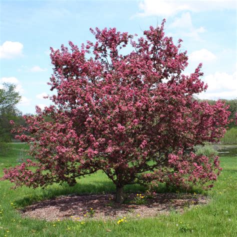 How to Grow: Crabapple- Growing and Caring for Flowering Crabapples