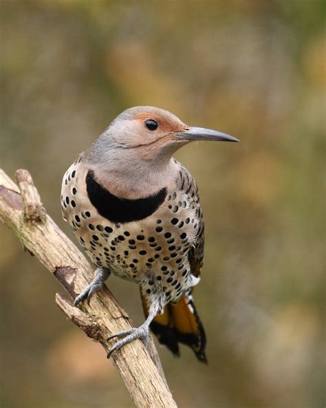 Species Spotlight: Northern Flicker