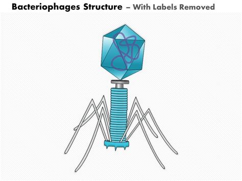 0714 Bacteriophages Structure Medical Images For Powerpoint ...