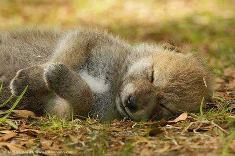 Sleeping Wolf Pup (With images) | Baby wolves, Sleeping wolf, Cutest animals on earth