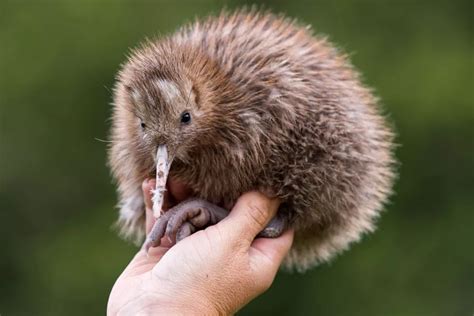 10 Fascinating Facts About Kiwi Birds - flybirdworld.com