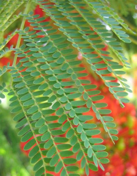 Delonix regia - Royal poinciana. Leaf. Family Leguminosae - subfamily ...