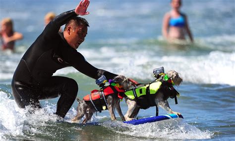 Annual Dog Surfing Competition - Images Archival Store