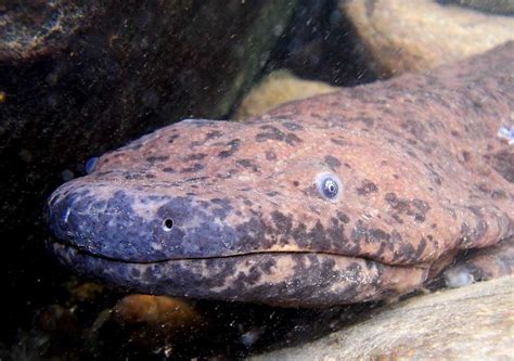 Chinese Giant Salamander: millions farmed, nearly extinct in the wild