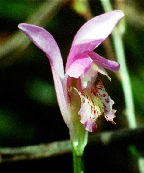 Arethusa bulbosa L.