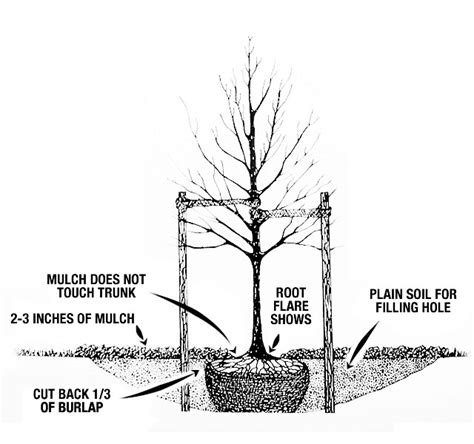 Planting Your Tree Correctly | The Marple Tree Commission