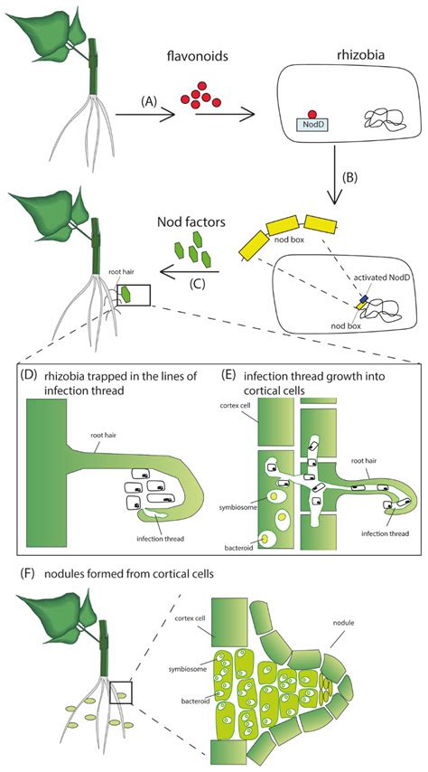 IJMS | Free Full-Text | Distribution, Characterization and the ...