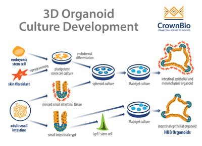 How Do HUB Organoids Differ from Other Organoid Cultures?