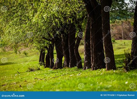 Beautiful Spring Landscape in Republic of Moldova. Green Landscape. Spring Nature. Stock Photo ...