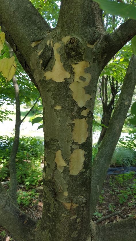 Dogwood Tree Bark Diseases Pictures - Fight for This