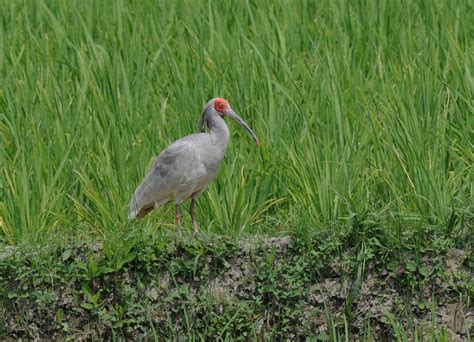 ZOOTHERA BIRDING BLOG: Crested Ibis