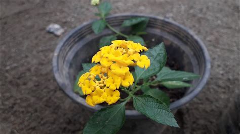 കൊങ്ങിണിച്ചെടി തൈ പിടിപ്പിക്കൽ /Lantana propagation - YouTube