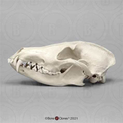 Maned Wolf Skull - Bone Clones - Osteological Reproductions