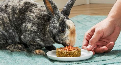 Homemade Rabbit Treats: Carrot Cake For Bunnies BeChewy | atelier-yuwa.ciao.jp