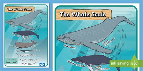 Whales Size Comparison Display Poster - Twinkl - KS1