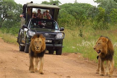 TripAdvisor | Vehicle & Guide Hire! Private Full-Day Safari in the ...