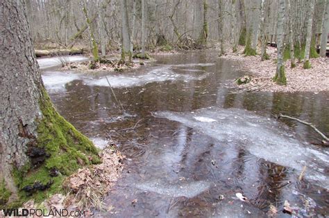 Bison Safari in the Białowieża Forest, Feb 2019 – Wild Poland