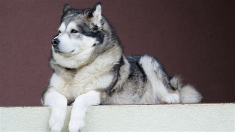 3840x2160 Resolution alaskan malamute, malamute, dog 4K Wallpaper - Wallpapers Den