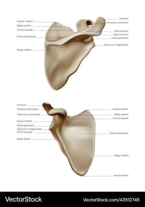 Anatomy and structure of the scapula of the bone Vector Image