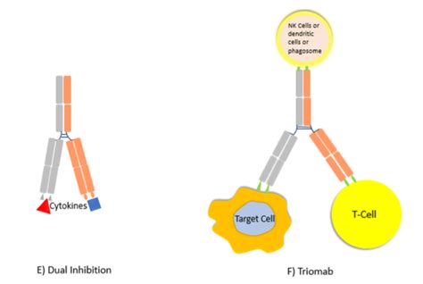 Bispecific Antibodies - Owlcation