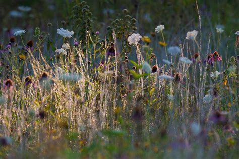 Grassland Biome Flowers