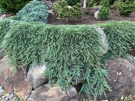 Buy Juniperus horizontalis 'Pancake'Creeping Juniper | Conifer Kingdom